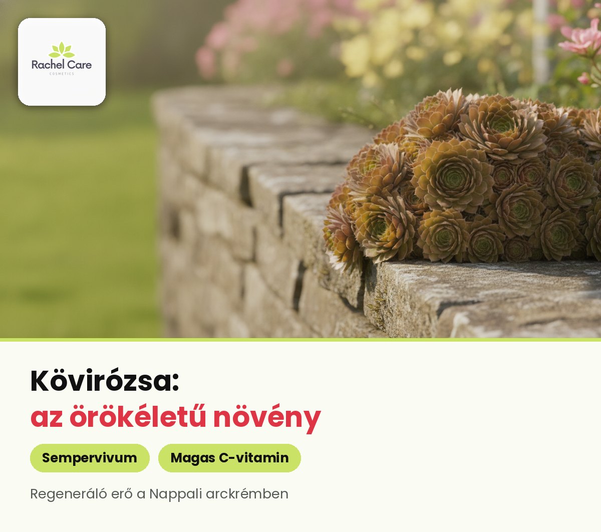 Kövirózsa-tövek egy régi kőfal tetején a napsütéses, virágos kertben